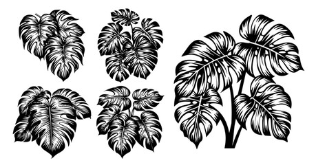 Detailed monstera leaves – botanical plant graphics black vector