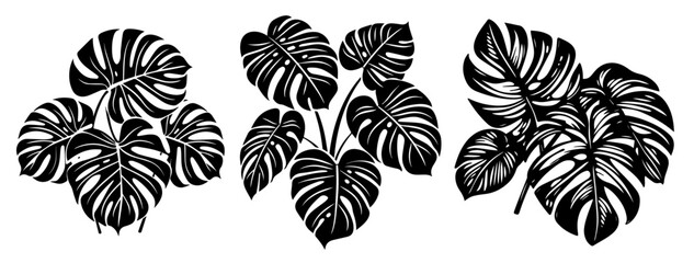 Set of monstera leaf designs – tropical plant illustration black vector