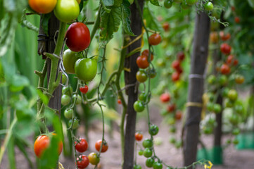Red and green ripening edible tomatoes fruits hanging on tomato plant, tasty and healthy lifestyle ingredient for cooking
