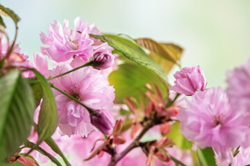 Close up of cherry blossom, sakura flowers on defocused background