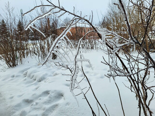An icy rosehip bush with needles in close-up, on a winter day after an icy rain