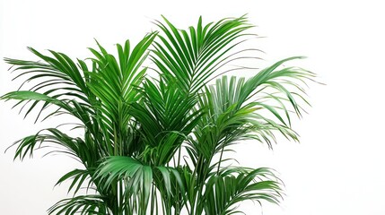 Lush Green Palm Fronds Against a White Background