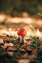 Toxic and hallucinogen mushroom Fly Agaric in grass on autumn forest