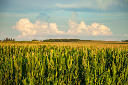 Close up of cornfield during summer with defocused countryside and clouds in the background