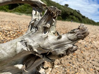  driftwood stump near sea side