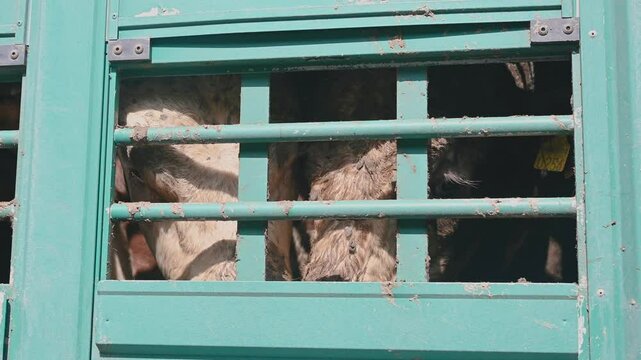 A sad bull in a truck trailer. Close up of dirty and exhausted bulls and cows in cage trailer. Transporting livestock to the slaughterhouse. Sad bulls eyes. Transport of animals in bad conditions. 