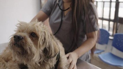 Veterinarian listening to a dog's breathing