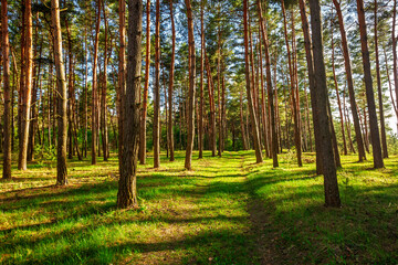 Marvelous pine forest with a path overgrown with green grass shining in the sun.