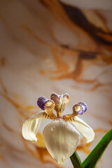 Iris da praia (Neomarica candida), beautiful specimen of Iris da praia with marbled background,...