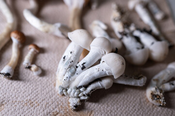 Magic Mushrooms, Psilocybe Cubensis