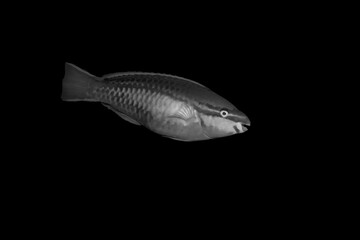 Beautiful black and white image of a sea creature with a black background