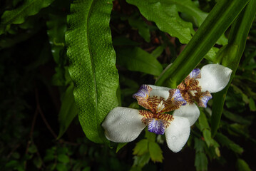 Iris da praia (Neomarica candida), beautiful specimen of Iris da praia in a flowerbed in Brazil,...