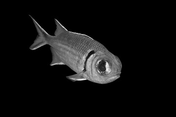 Beautiful black and white image of a sea creature with a black background