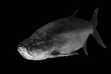 Beautiful black and white image of a sea creature with a black background
