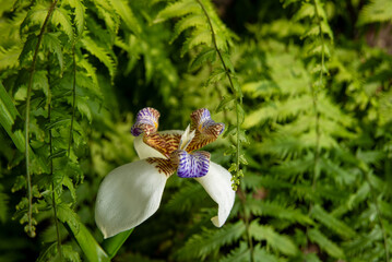 Iris da praia (Neomarica candida), beautiful specimen of Iris da praia in a flowerbed in Brazil,...