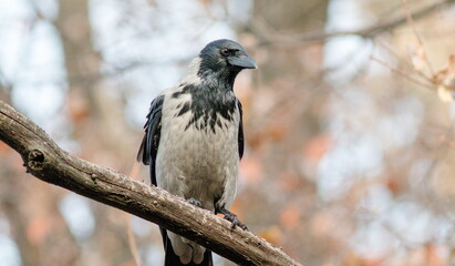 crow on a branch
