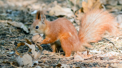 squirrel in the park