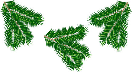 Spruce green fluffy branches, for New Year and Christmas decor