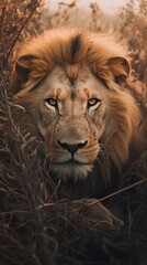 Fototapeta premium Powerful Lion in the Wild. Close-up