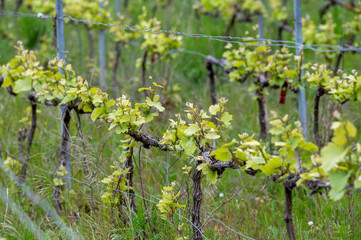 Close up on grand cru Champagne vineyards near Moulin de Verzenay, rows of pinot noir grape plants in Montagne de Reims near Verzy and Verzenay, Champagne, France