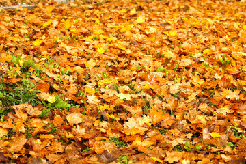 Autumn yellow maple leaves create an abstract background