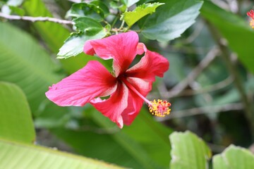 pink hibiscus flower