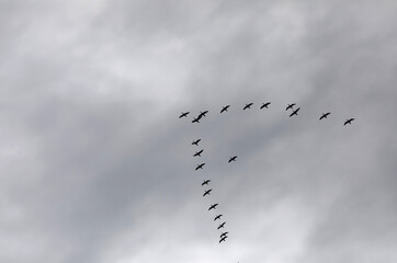 Flock of the double-crested cormorant (Nannopterum auritum) . Every spring, large flocks of cormorants fly to the mouth rivers of Great Lakes to catch spawning fish.