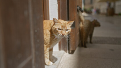 Two cats peek out from behind an open wooden door on a sunny day in an outdoor setting, capturing a curious feline moment in an urban environment.
