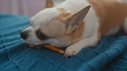 Cute chihuahua dog indoors lounging on a blue blanket while chewing a treat.