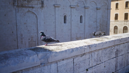 Two pigeons perched on an ancient stone wall in bari, italy, showcasing the rustic charm of puglia's historic architecture in an outdoor setting.