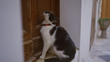 A black and white cat with a red collar sits by a wooden door outdoors, looking up inquisitively in a charming alleyway.