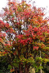 les feuilles rouges jaunes orangés de automne