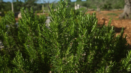 Green rosemary plants in a puglia, italy, garden stand under sunlight with a blurred background of trees and soil.