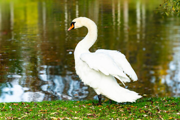 Obraz premium Le cygne est au parc à l'orangerie à Strasbourg