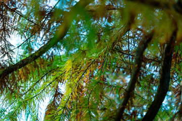 Les feuilles d'automne  © nada12