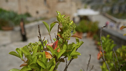 A close-up of a plant in an italian village with a blurred background showing a woman and traditional buildings in matera, basilicata, italy.