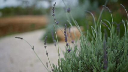 Lavandula angustifolia, commonly known as lavender, thrives outdoors in puglia's serene garden scenery during summer.