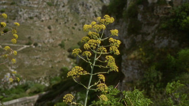 Yellow ferula communis plant in bloom in the rocky hills of puglia, italy, showcasing its characteristic large yellow umbel flowers in the mediterranean landscape.