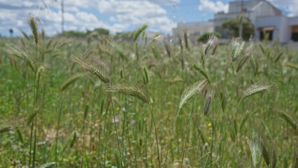 Barley plants sway under the sun in a rural field in puglia, southern italy, with houses and a cloudy sky in the background.
