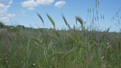 A tranquil field of wild barley hordeum murinum sways under a bright blue sky in puglia, italy, showcasing tall green grass heads and a serene natural landscape.