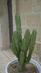 Euphorbia ingens cactus in a pot against a stone wall outdoors in puglia, italy, showcasing its...