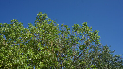 Lush treetops of the carob tree ceratonia siliqua under a clear blue sky in puglia, italy, showcasing vibrant greenery and serene outdoor scenery.