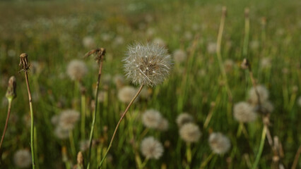 Close-up of a fluffy dandelion, taraxacum officinale, in a green field in puglia, italy, showcasing the delicate seed heads in a serene outdoor setting.