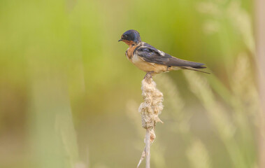 Barn Swallow In The Marsh On Cattail