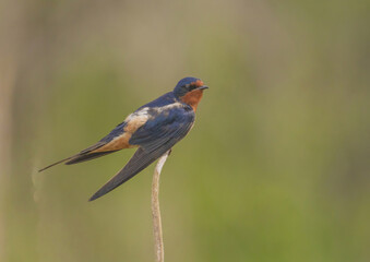 Obraz premium Barn Swallow In The Marsh On Cattail