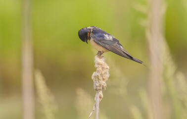 Barn Swallow In The Marsh On Cattail