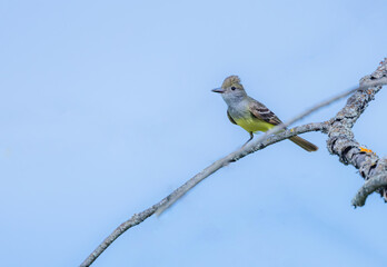 Great Crested Flycatcher Perched On Branch