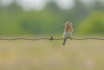 Female Bluebird Perched On Wire With Insect