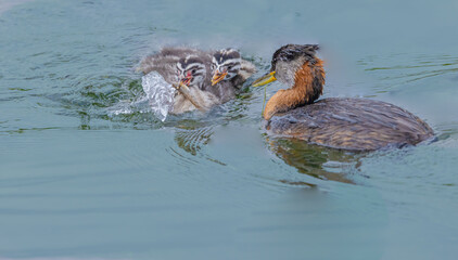 One Grebe Takes The Fish