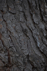 Close-up of textured grey tree bark showcasing its intricate natural patterns, perfect for a nature background